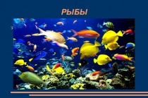 Презентация Рыбы 5 класс