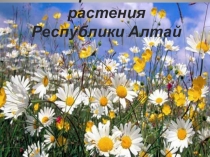 Презентация по биологии на тему Лекарственные растения Республики Алтай