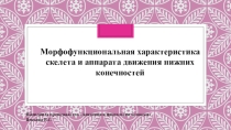 Презентация по дисциплине Анатомия и физиология человека на тему: Морфофункциональная характеристика скелета и аппарата движения нижних конечностей