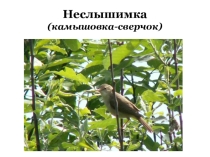 Презентация к уроку литературного чтения и технологии (интегрированный) по теме М.Пришвин Золотой луг
