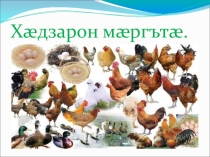 Презентация по осетинскому языку на тему Домашние птицы
