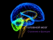 Презентация Головной мозг и его функции