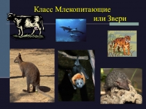 Презентация Внешнее строение млекопитающих