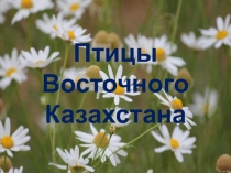 Презентация по познанию мира Птицы Восточного Казахстана