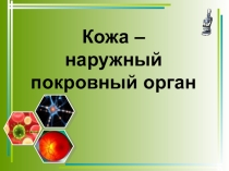 Презентация по биологии на тему Кожа  (8 класс)