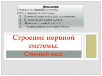 Презентация по биологии на тему Строение нервной системы
