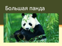 Большая панда
