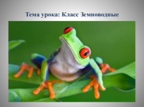Презентация по биологии на тему Земноводные