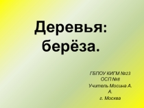 Презентация по окружающему миру Деревья: берёза 4 класс, дети с ТМНР