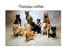 Презентация к внеклассному мероприятию Породы собак
