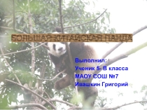 ПАНДА - медведь или ...?