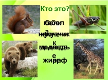 Презентация по окружающему миру Какие бывают животные (1 класс)