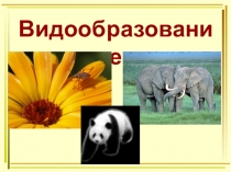 Презентация по биологии на тему Видообразование