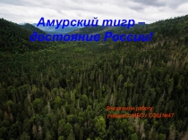 Проект сохранения Амурских Тигров