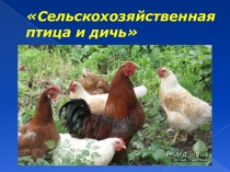 Презентация по ПМ 01 Организация приготовления и приготовления сложной кулинарной продукции на тему Сельскохозяйственная птица и дичь