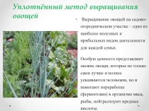 Уплотнённый метод выращивания овощей
