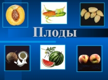 Презентация по биологии на тему Плоды