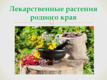 Лекарственные растеня родного края