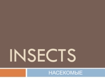 Презентация по английскому языку Насекомые (5 класс)