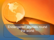 Презентация по английскому языку на тему Endangered animals round the world (9 класс)