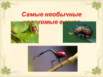 Самые необычные насекомые в мире