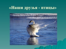 Презентация к учебнику по ИЗО для 2 класса. Наши друзья - птицы.