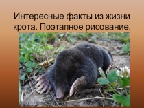 Презентация по окружающему миру на тему: Интересные факты из жизни крота. Поэтапное рисование.
