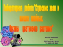 Лабораторная работа Строение хвои и шишек хвойных растений. Органы цветкового растения