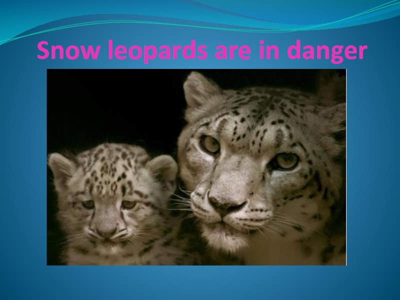 Презентация по теме Endangered animals
