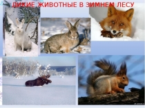 Презентация по фцкм Звери зимойподготовительная группа