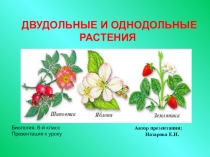Презентация к уроку биологии по ФГОС в 6 классе Однодольные и двудольные растения