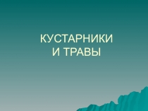 Презентация по окружающему миру на тему Кустарники и травы