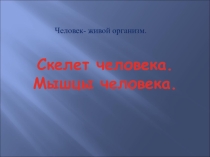 Скелет человека