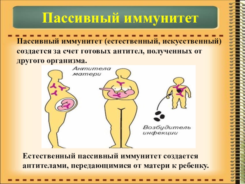 Презентация по биологии на тему Иммунитет Пассивный иммунитетПассивный иммунитет (естественный, искусственный) создается за счет готовых антител, полученных Пассивный иммунитетПассивный иммунитет (естественный, искусственный) создается за счет готовых антител, полученных от другого организма. Естественный пассивный иммунитет