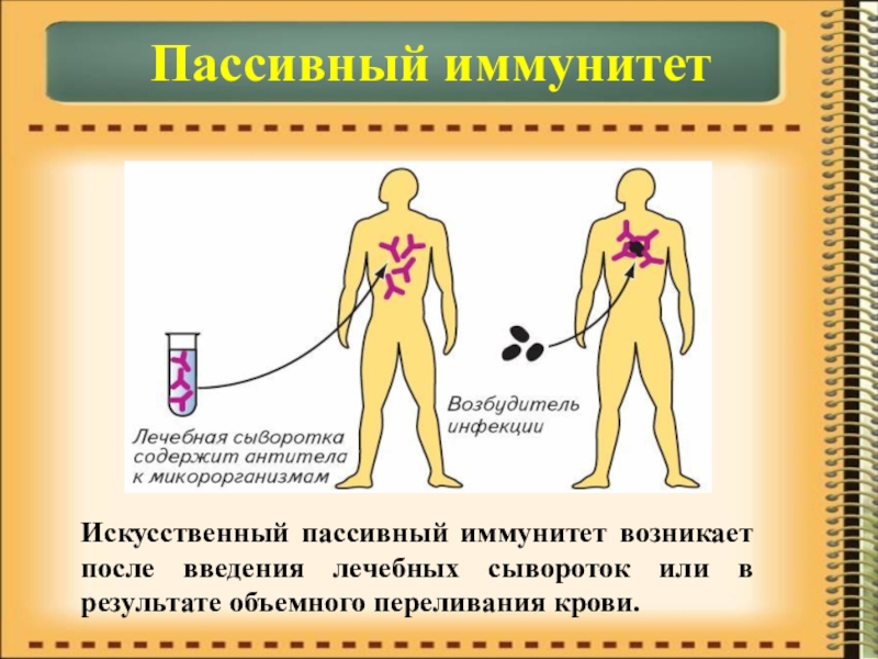 Презентация по биологии на тему Иммунитет Пассивный иммунитетИскусственный пассивный иммунитет возникает после введения лечебных сывороток или в результате объемного переливания крови. Пассивный иммунитетИскусственный пассивный иммунитет возникает после введения лечебных сывороток или в результате объемного переливания крови.