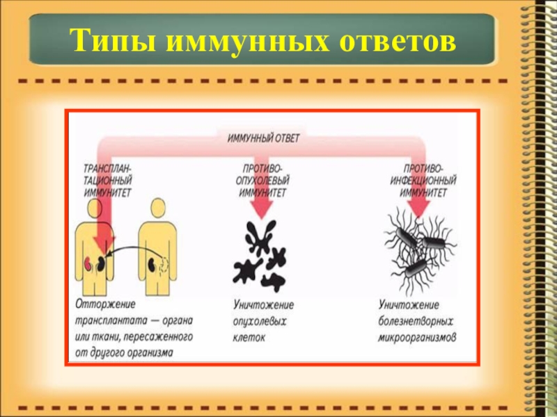 Презентация по биологии на тему Иммунитет Типы иммунных ответов Типы иммунных ответов