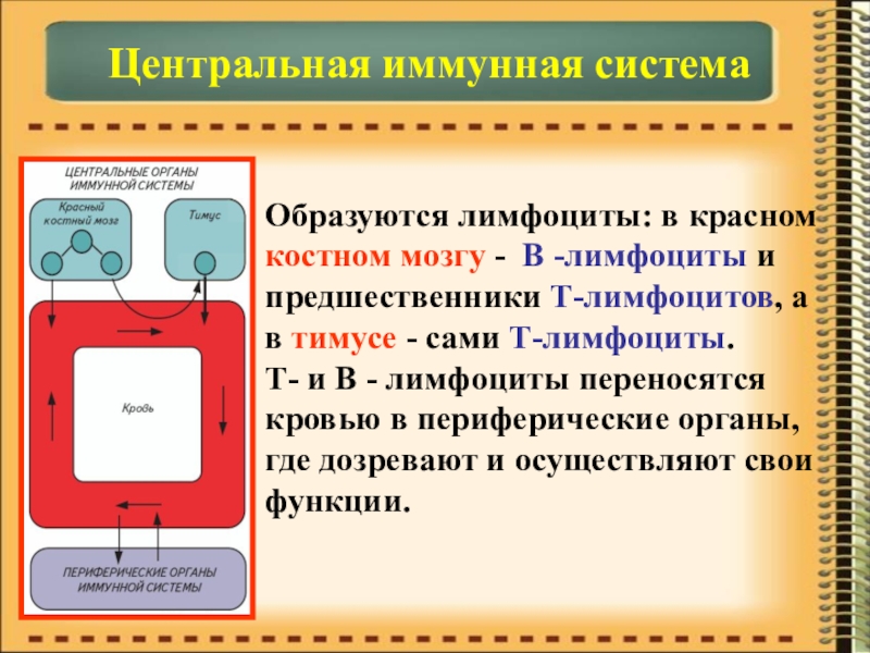 Презентация по биологии на тему Иммунитет Центральная иммунная системаОбразуются лимфоциты: в красном костном мозгу - В -лимфоциты Центральная иммунная системаОбразуются лимфоциты: в красном костном мозгу - В -лимфоциты и предшественники Т-лимфоцитов, а в тимусе