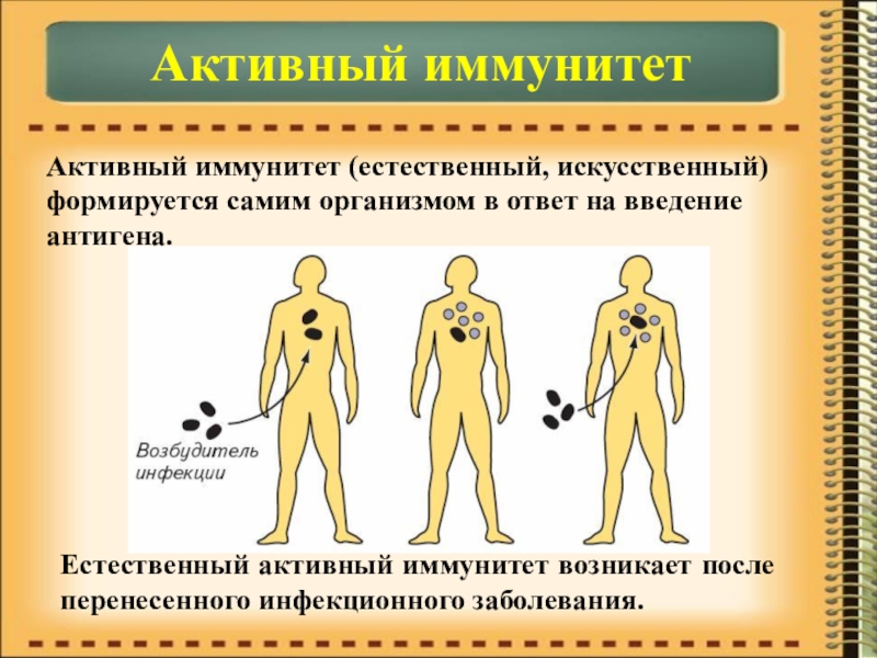 Презентация по биологии на тему Иммунитет Активный иммунитетАктивный иммунитет (естественный, искусственный) формируется самим организмом в ответ на Активный иммунитетАктивный иммунитет (естественный, искусственный) формируется самим организмом в ответ на введение антигена. Естественный активный иммунитет возникает