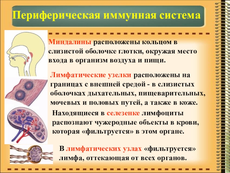 Презентация по биологии на тему Иммунитет Периферическая иммунная системаМиндалины расположены кольцом в слизистой оболочке глотки, окружая место Периферическая иммунная системаМиндалины расположены кольцом в слизистой оболочке глотки, окружая место входа в организм воздуха и пищи.Лимфатические