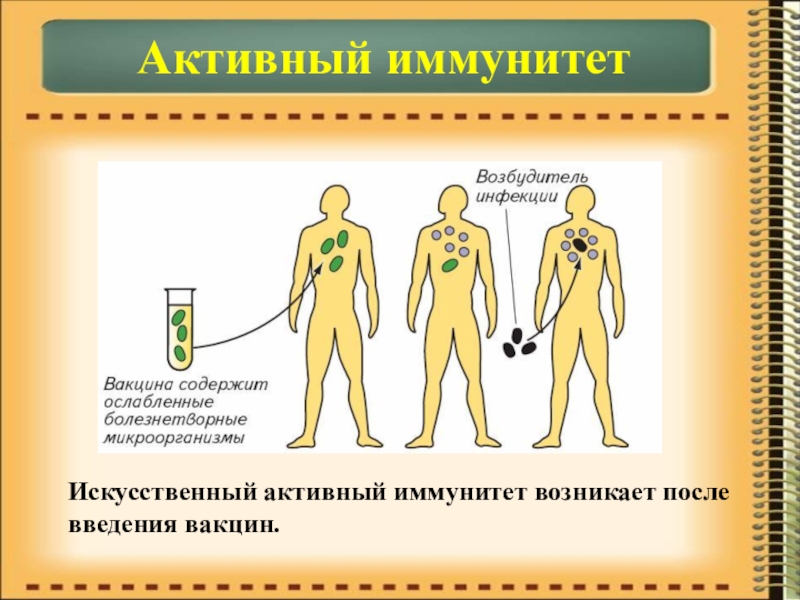 Презентация по биологии на тему Иммунитет Активный иммунитетИскусственный активный иммунитет возникает после введения вакцин. Активный иммунитетИскусственный активный иммунитет возникает после введения вакцин.