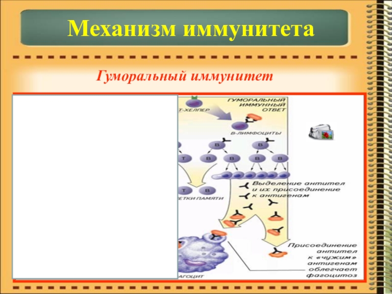 Презентация по биологии на тему Иммунитет Механизм иммунитетаГуморальный иммунитет Механизм иммунитетаГуморальный иммунитет