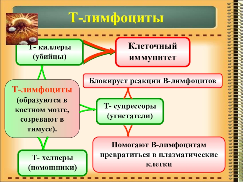 Презентация по биологии на тему Иммунитет Т-лимфоцитыТ-лимфоциты(образуются в костном мозге, созревают в тимусе). Т- киллеры(убийцы)Т- супрессоры(угнетатели)Т- хелперы(помощники)Клеточный Т-лимфоцитыТ-лимфоциты(образуются в костном мозге, созревают в тимусе). Т- киллеры(убийцы)Т- супрессоры(угнетатели)Т- хелперы(помощники)Клеточный иммунитетБлокирует реакции В-лимфоцитовПомогают В-лимфоцитам превратиться в