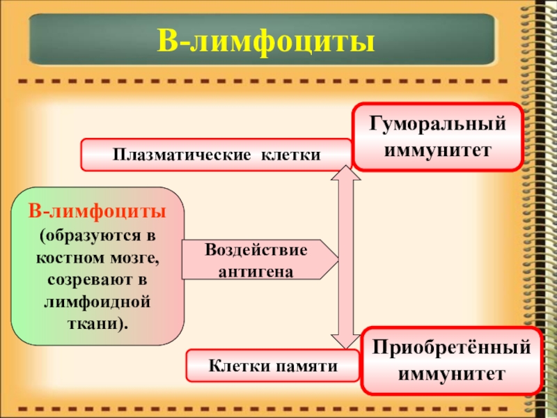 Презентация по биологии на тему Иммунитет В-лимфоцитыВ-лимфоциты(образуются в костном мозге, созревают в лимфоидной ткани). Воздействие антигенаПлазматические клеткиКлетки памятиГуморальный иммунитетПриобретённый иммунитет В-лимфоцитыВ-лимфоциты(образуются в костном мозге, созревают в лимфоидной ткани). Воздействие антигенаПлазматические клеткиКлетки памятиГуморальный иммунитетПриобретённый иммунитет