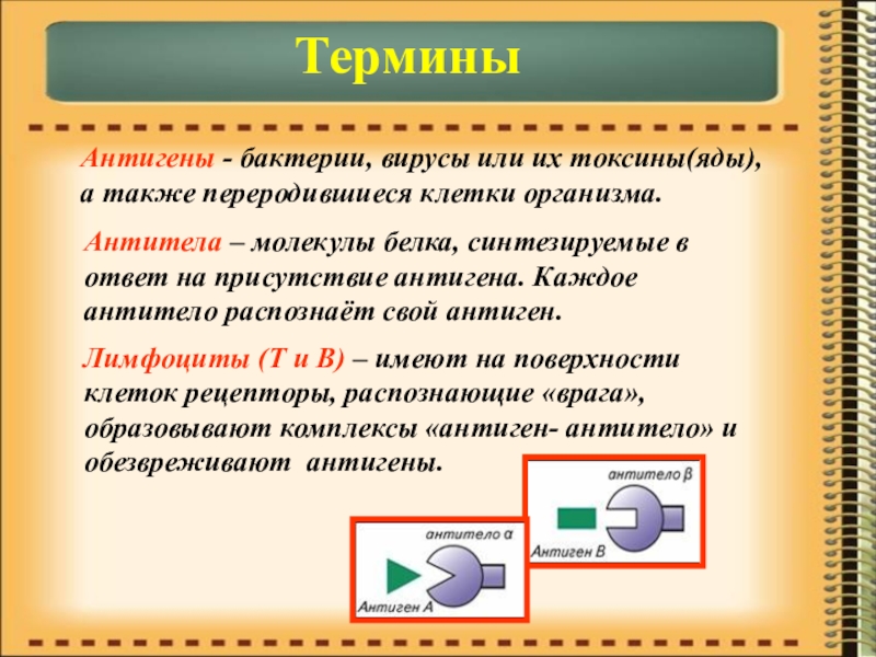 Презентация по биологии на тему Иммунитет ТерминыАнтигены - бактерии, вирусы или их токсины(яды), а также переродившиеся клетки ТерминыАнтигены - бактерии, вирусы или их токсины(яды), а также переродившиеся клетки организма.Антитела – молекулы белка, синтезируемые в