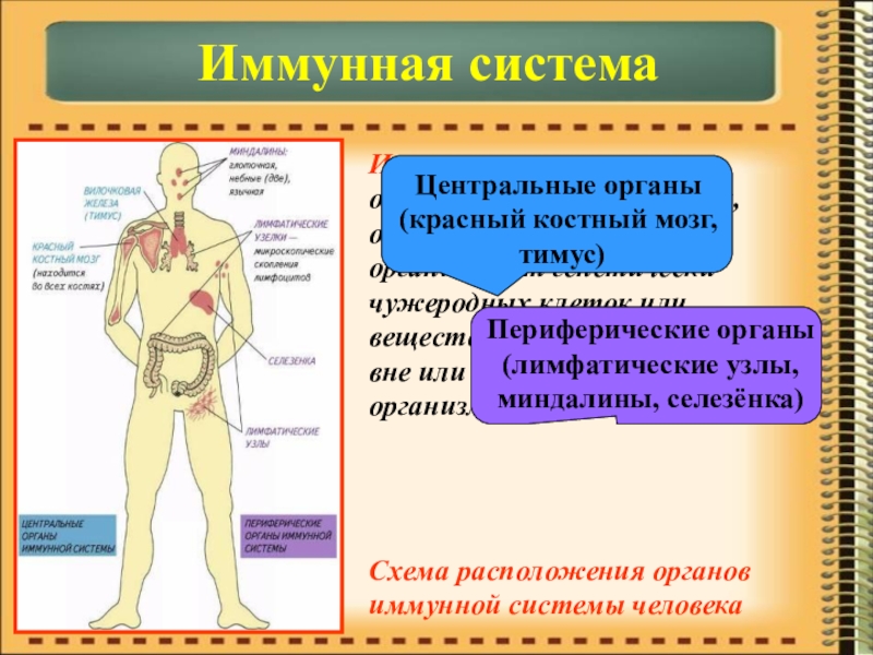 Презентация по биологии на тему Иммунитет Иммунная система – объединяет органы и ткани, обеспечивающие защиту организма от Иммунная система – объединяет органы и ткани, обеспечивающие защиту организма от генетически чужеродных клеток или веществ, поступающих