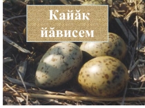 Презентация по чувашскому языку на тему Птицы - наши друзья (5 класс)