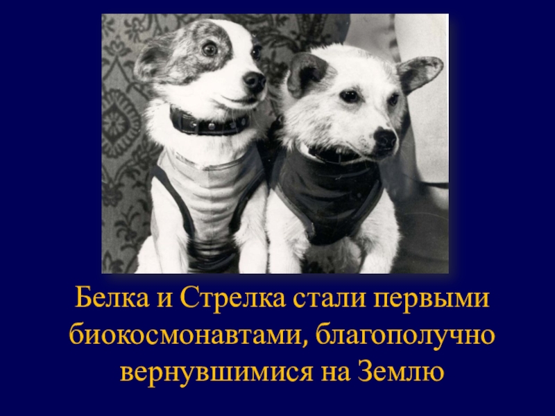 Презентация классного часа Гагаринский урок Белка и Стрелка стали первыми биокосмонавтами, благополучно вернувшимися на Землю Белка и Стрелка стали первыми биокосмонавтами, благополучно вернувшимися на Землю