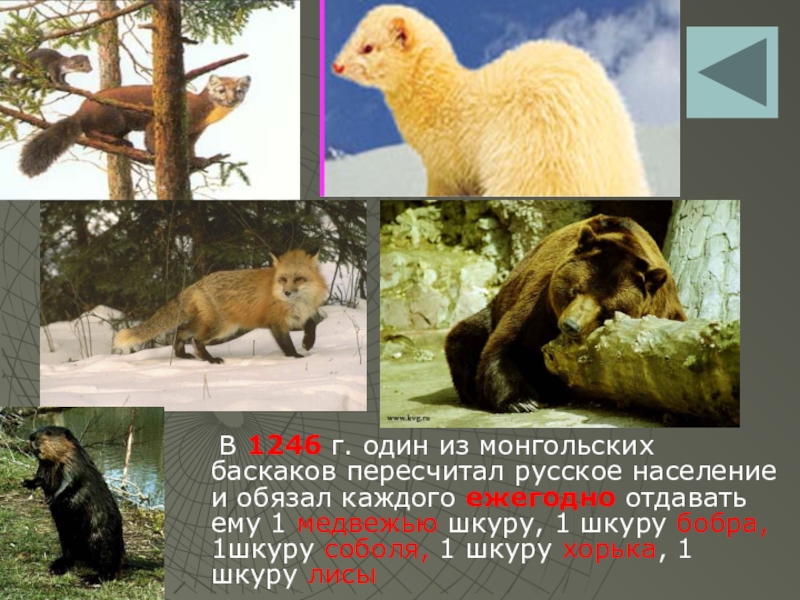 Презентация по истории на тему Русь и Орда В 1246 г. один из монгольских баскаков пересчитал русское население В 1246 г. один из монгольских баскаков пересчитал русское население и обязал каждого ежегодно отдавать