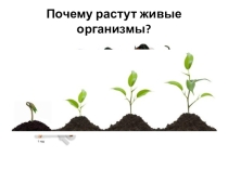 Презентация по биологии на тему Деление клеток (9 класс)