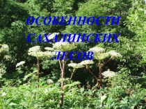 Презентация Особенности Сахалинского леса